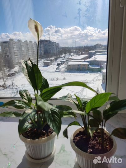 Спатифиллум, или Женское счастье