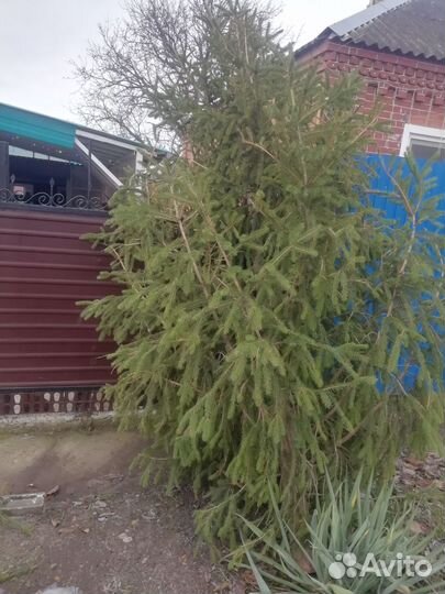 Свежесрубленная елка, 4 м