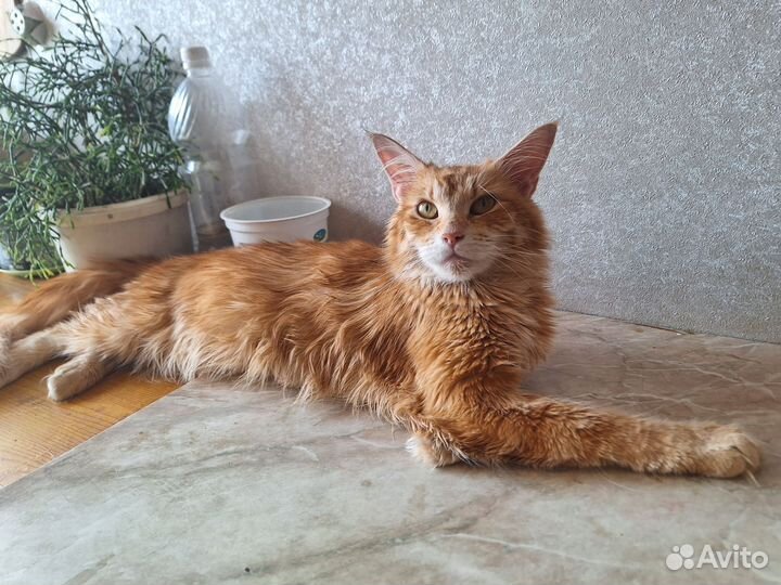 Котята мейн-кун метис