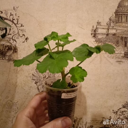 Пеларгония герань сортовая розебудная