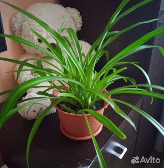 Хлорофитум