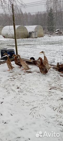 Продам селезней индийского бегунка