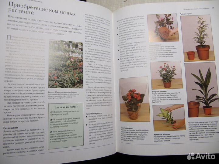 Комнатные растения