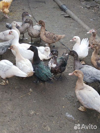 Мускусные утки