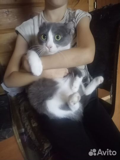 Кошки бесплатно