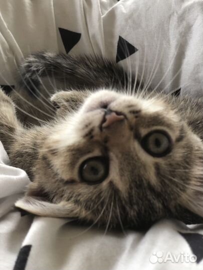 Кошечка в добрые руки