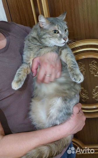 Кошка умная необыкновенная 3.5 года