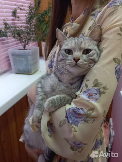 Кошки в добрые руки бесплатно