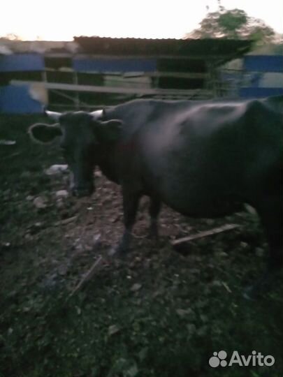 Коровы дойные