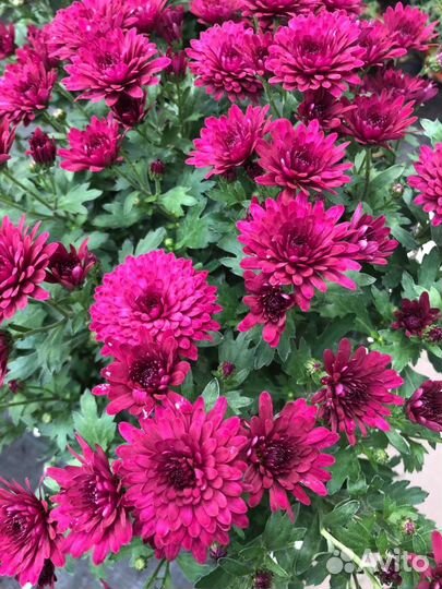 Хризантема мультифлора