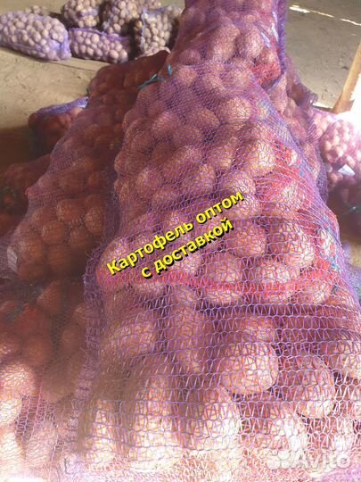 Картофель оптом