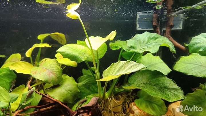 Аквариумные растения 16 видов