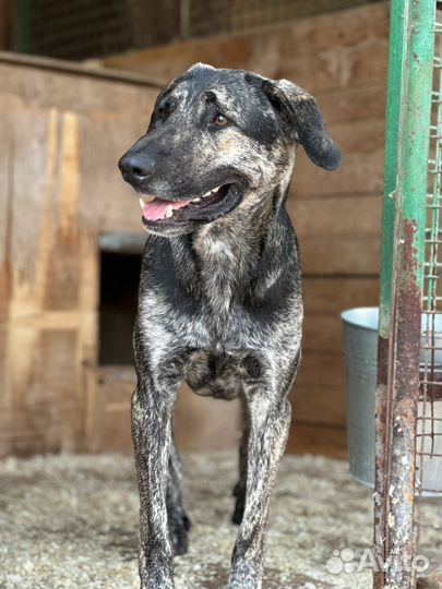 Собака из приюта