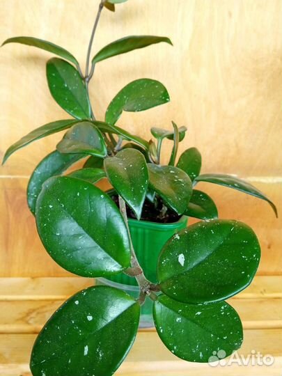 Хойя мясистая или плющ восковой