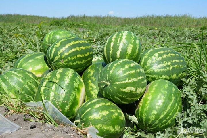 Арбуз оптом с поля