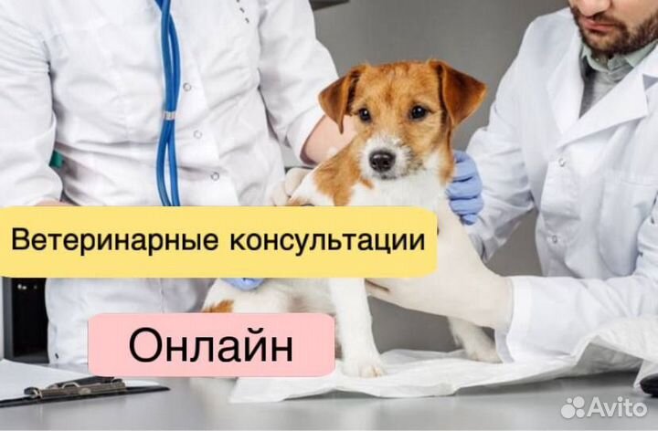 Ветеринарная консультация онлайн