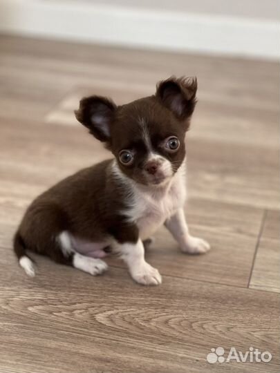 Чихуахуа из питомника