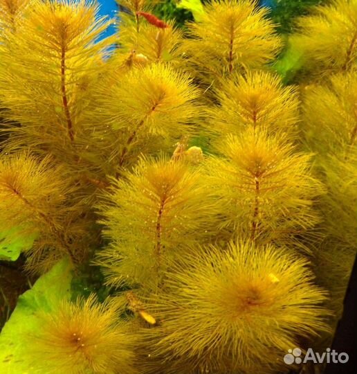 Бликса, перистолистник, криптокорина нури