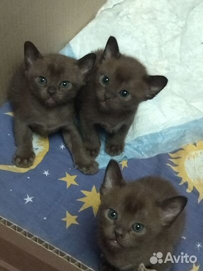 Продаются котята бурмы