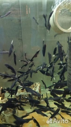 Черный нож рыбка. Apteronotus albifrons