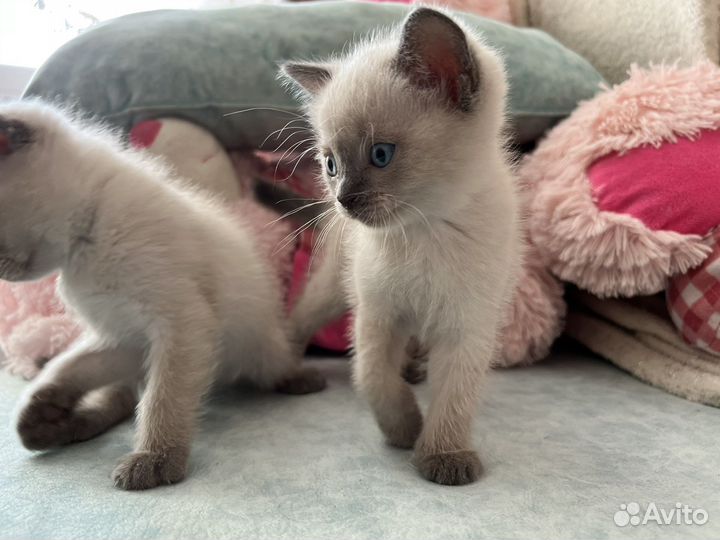 Котята блю поинт