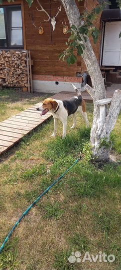 Русская пегая гончая