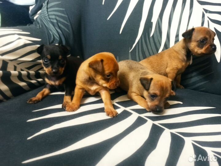 Той-терьер щенки