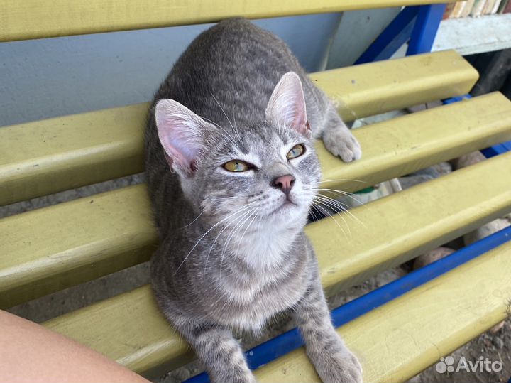 Котята в добрые руки британцы бонус