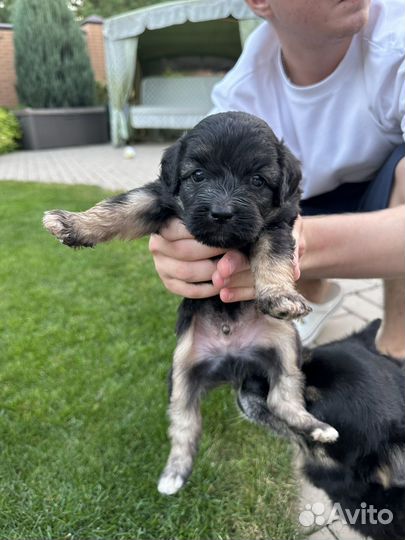 Щенки дворняжки