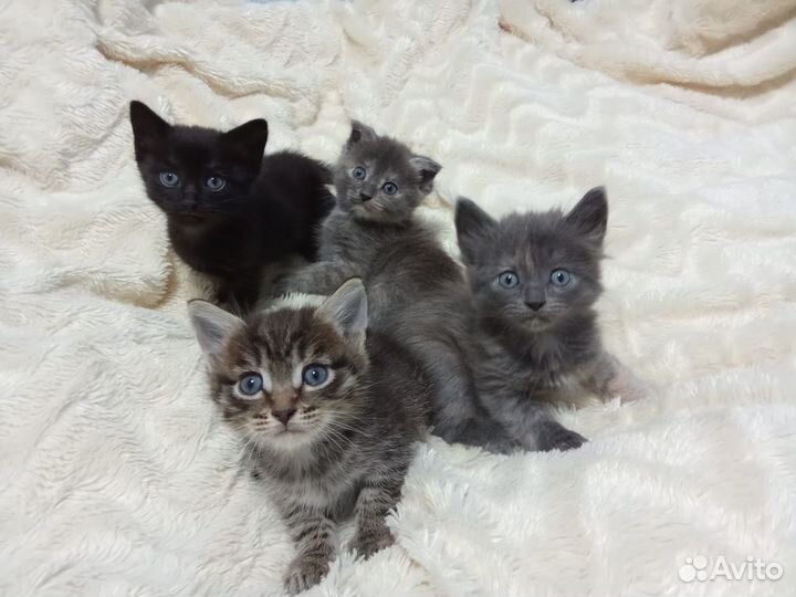 Отдадим котят в добрые руки