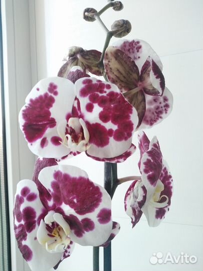 Орхидея фаленопсис