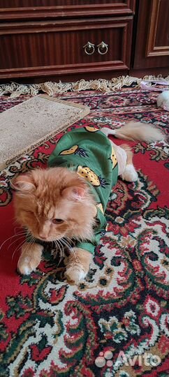 Рыжий красавец ищет дом