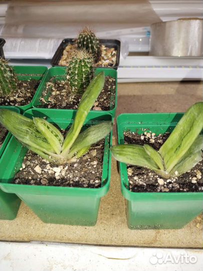 Продаю кактусы