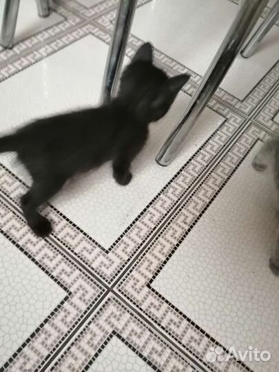 Тайские котята