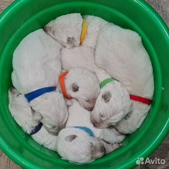 Белая Швейцарская Овчарка бшо щенки