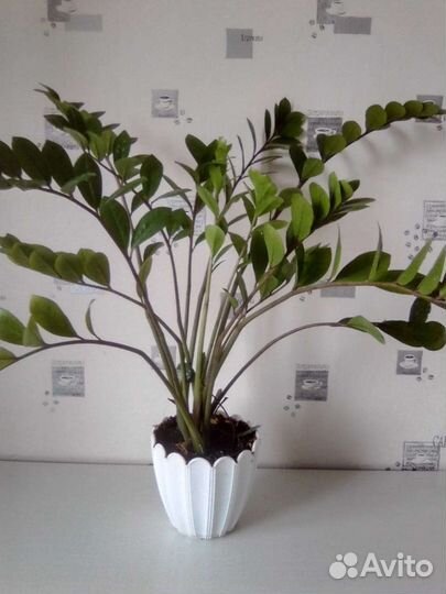 Замиокулькас, долларовое дерево, 13 стеблей