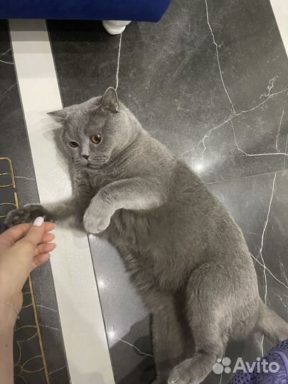 Отдам в добрые руки британского кота