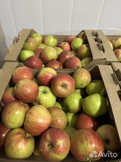 Яблоко урожай 2023