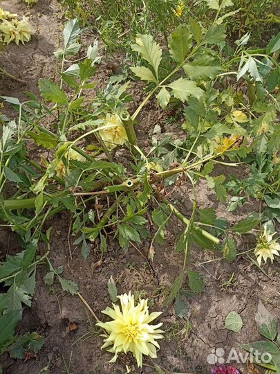 Георгины клубни