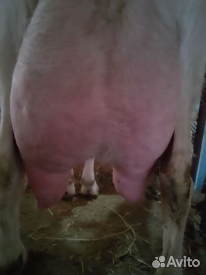 Коза дойная