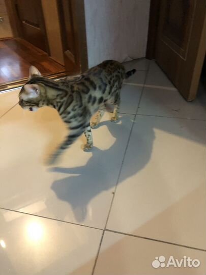 Бенгальская кошка вязка