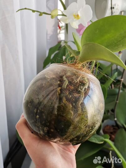 Орхидея мини