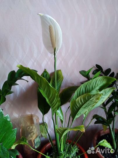 Комнатные цветы. Спатифиллум