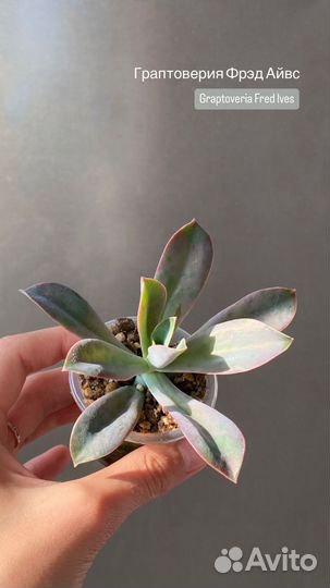 Суккуленты часть 3