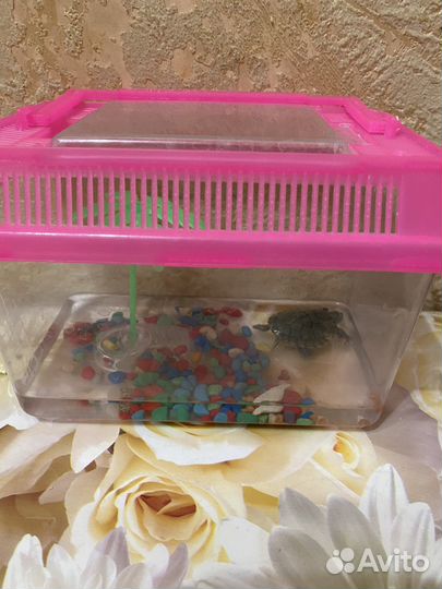 Красноухая черепаха маленькая