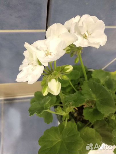 Пеларгония герань