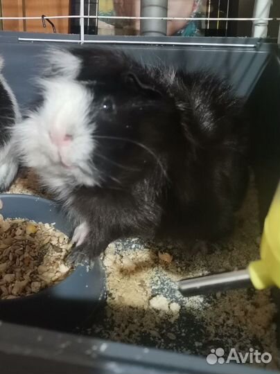 Морская свинка мальчик