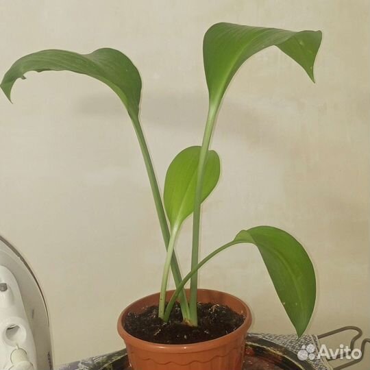 Эухарис амазонская лилия