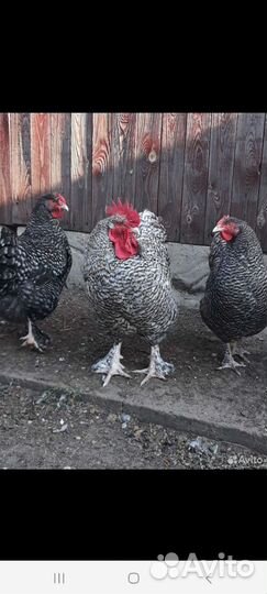 Куры+петух