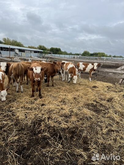 Бычки телки